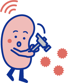 酸素濃度を感知して赤血球をつくる
