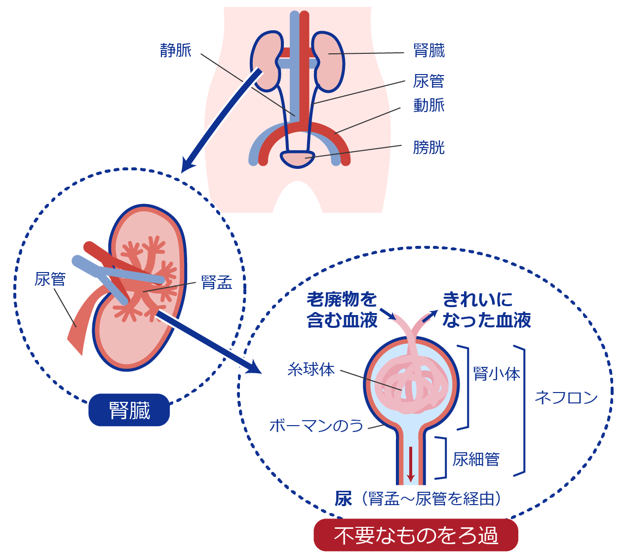 腎臓の位置・しくみ