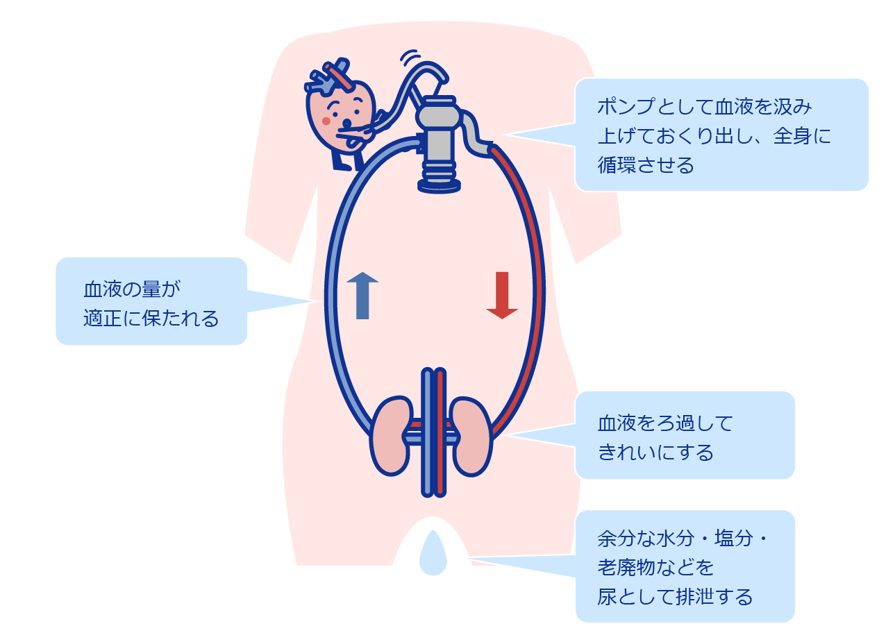 心臓と腎臓の関係