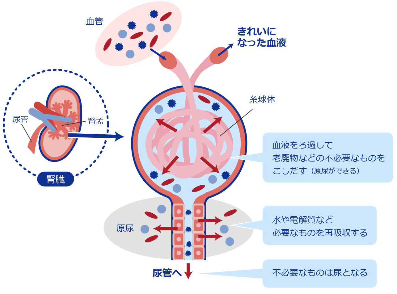 腎臓の働き（尿をつくる）
