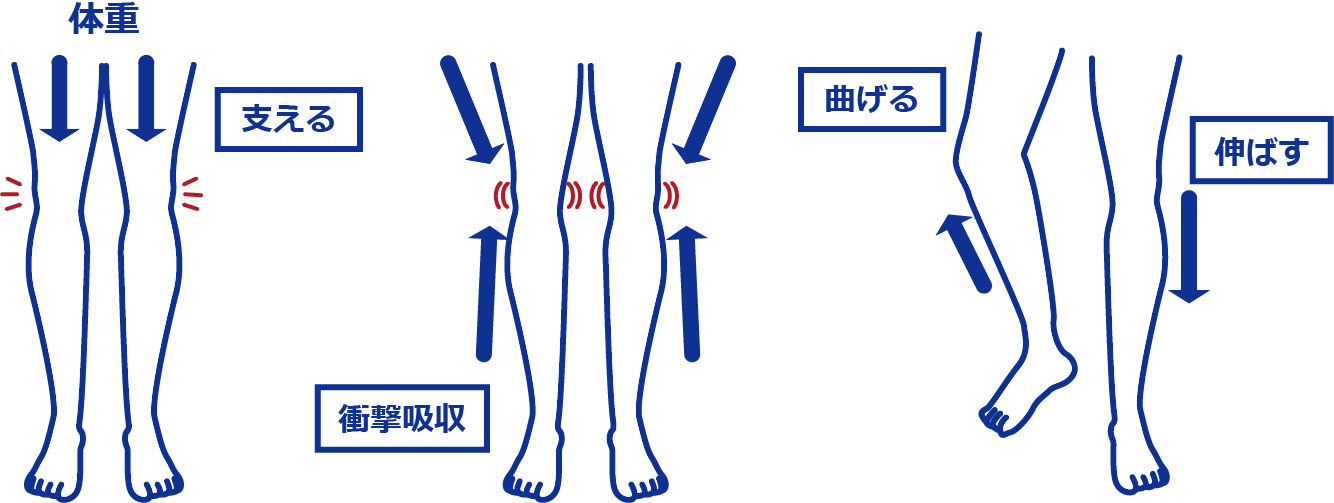 支える、曲げる、伸ばす