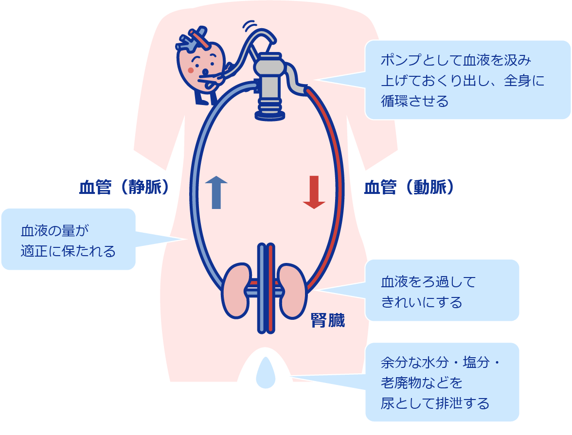 心臓・腎臓・血管の関係図
