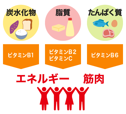 エネルギーが筋肉に